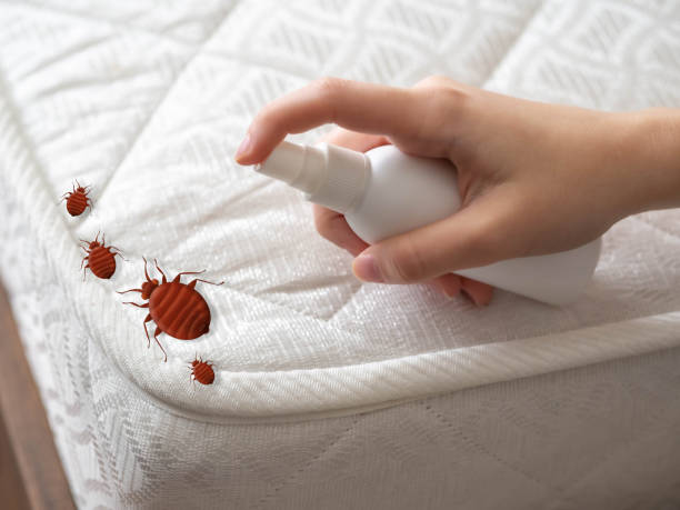 Flea Control Services in Dundee, FL